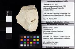 Foto (Objket + Etiketten) von Goniodromites sp. 